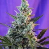SWEET SEEDS - SWEET SKUNK AUTO® (SWS34)