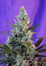 SWEET SEEDS - SWEET SKUNK AUTO® (SWS34)