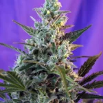SWEET SEEDS - SWEET SKUNK F1 FAST VERSION® FEM (SWS54)