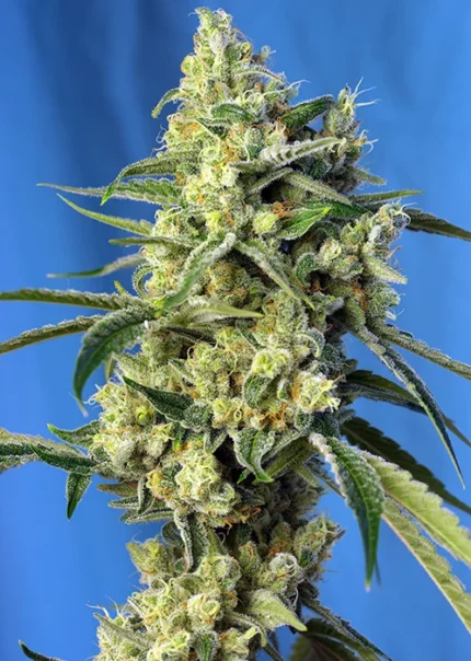 GRAINES DOUCES - SWEET AMNESIA HAZE® FEM (SWS72)
