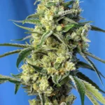 SWEET SEEDS - SWEET AMNESIA HAZE® FEM (SWS72)