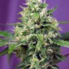 SÜSSE SAMEN - SÜSSE AMNESIE HAZE XL AUTO® FEM (SWS57)