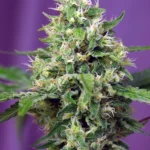 SWEET SEEDS - SWEET AMNESIA HAZE XL AUTO® FEM (SWS57)