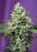 SWEET SEEDS - SWEET AMNESIA HAZE XL AUTO® FEM (SWS57)