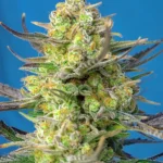 SWEET SEEDS - SWEET CHEESE XL AUTO® FEM (SWS77)