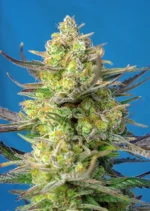 SWEET SEEDS - SWEET CHEESE XL AUTO® FEM (SWS77)