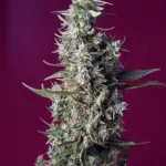 SWEET SEEDS - SWEET CHERRY PIE® FEM (SWS92)