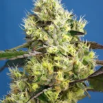 SWEET SEEDS - DULCE HELADO AUTO FEM® (SWS76)