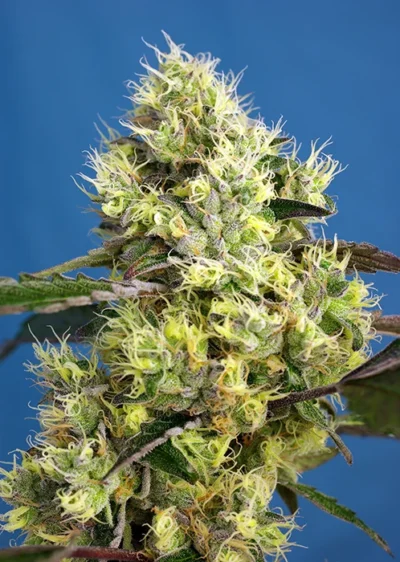 SWEET SEEDS - SWEET ICE CREAM AUTO FEM® (SWS76) - immagine 1