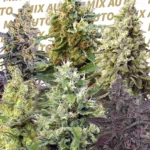 SWEET SEEDS - SWEET MIX AUTO® (SWS27) | 10 SEMILLAS