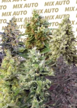 SWEET SEEDS - SWEET MIX AUTO® (SWS27) | 10 SEMILLAS