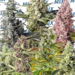 SWEET SEEDS - SWEET MIX FEM | 10 SEMI