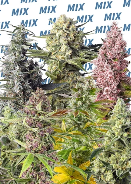 SWEET SEEDS - SWEET MIX FEM | 10 SEMI