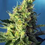 SWEET SEEDS - SWEET PURE CBD® FEM (SWS65)
