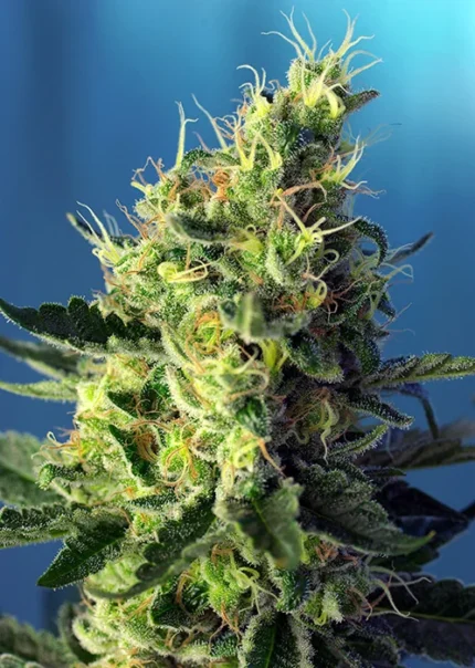 SWEET SEEDS - SWEET PURE CBD® FEM (SWS65)