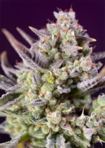 SWEET SEEDS - SWEET ZENZATION XL AUTO® FEM (SWS100)