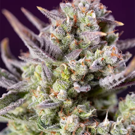 SWEET SEEDS - SWEET ZENZATION XL AUTO® FEM (SWS100)