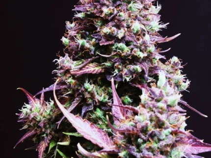 SWEET SEEDS - CREAM CARAMEL AUTO® (SWS22)