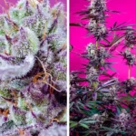 SWEET SEEDS - MEZCLA AFRUTADA Y DELICIOSA | 4 SEMILLAS