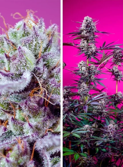 SWEET SEEDS - FRUITY AND DELICIOUS MIX | 4 SEMI