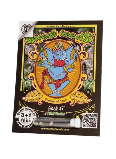 SÜSSE SAMEN - JACK 47 F1 SCHNELLE VERSION® FEM (SWS51) – Bild 2