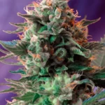 SWEET SEEDS - JACK 47 F1 FAST VERSION® FEM (SWS51)
