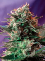 SWEET SEEDS - JACK 47 F1 FAST VERSION® FEM (SWS51)