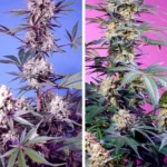 SWEET SEEDS - SWEET MONSTER MIX | 4 SEMILLAS