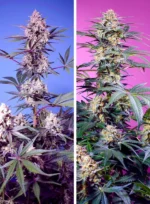 SWEET SEEDS - SWEET MONSTER MIX | 4 SEMI
