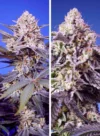SEMILLAS DULCES - MEZCLA TROPICAL Y DELICIOSA | 4 SEMILLAS