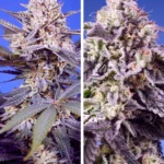 SWEET SEEDS - TROPICAL AND DELICIOUS MIX | 4 SEMI