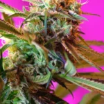 SWEET SEEDS - WILD ROSE® FEM (SWS10) Disponibili fino a fine scorte