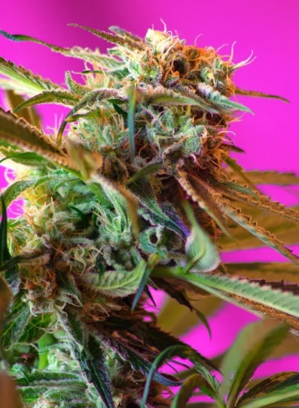 SWEET SEEDS - WILD ROSE® FEM (SWS10) Verfügbar solange der Vorrat reicht