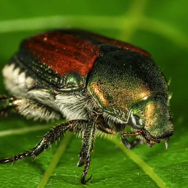 Scarabeo giapponese adulto che si nutre su una foglia