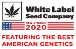 WHITE LABEL SEEDS COMPANY - DOUBLE BANANA KUSH FEM