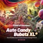 DUTCH PASSION - AUTO CANDY BUBATZ XL FEM | 3 GRAINES – Image 3