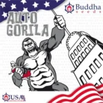 BUDDHA SEEDS - AUTO GORILA FEM - immagine 2