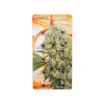 BUDDHA SEEDS - MEDIKIT FEM | BLISTER 1x10 SEMI - immagine 2