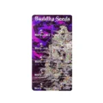 BUDDHA SEEDS - MORPHEUS FEM | BLISTER 1x10 SEEDS - Image 3