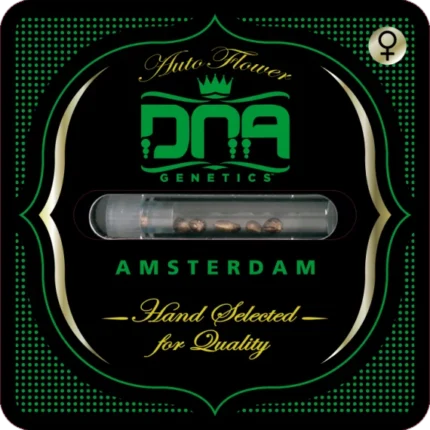 DNA GENETICS - AUTO STRAWBERRY BANANA FEM