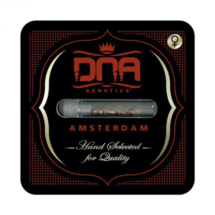 DNA GENETICS - DJ'S GOLD FEM | 3 SEEDS - Image 1