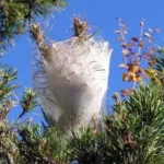 PRESTO BIO - FEROMONA DE LA PROCESIONARIA DEL PINO