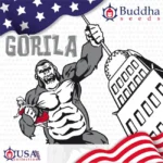 GRAINES DE BUDDHA - GORILA FEM – Image 2