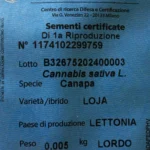 SEMI DI CANAPA VARIETA' LOJA CE | 5g