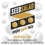 SEEDSALAD - FAST LINE JACK HERER PIPETTE 100 SEEDS FEMM - Image 2