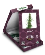 SENSI SEEDS BANK - MICHKA FEM
