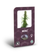 SENSI SEEDS BANK - MICHKA FEM - Image 3