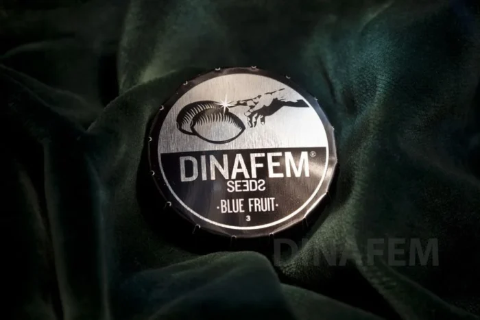 GORILLA CBD 5 SEMI FEMM DINAFEM - immagine 1