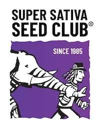 SUPER SATIVA SEED CLUB - STRAWBERRY COOKIES FEM