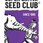 SUPER SATIVA SEED CLUB - BLACK LEBANON FEM | 3 SEEDS